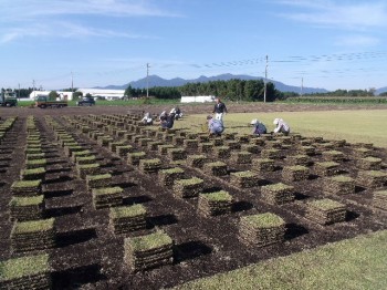 2015_1111阪神競馬場0003